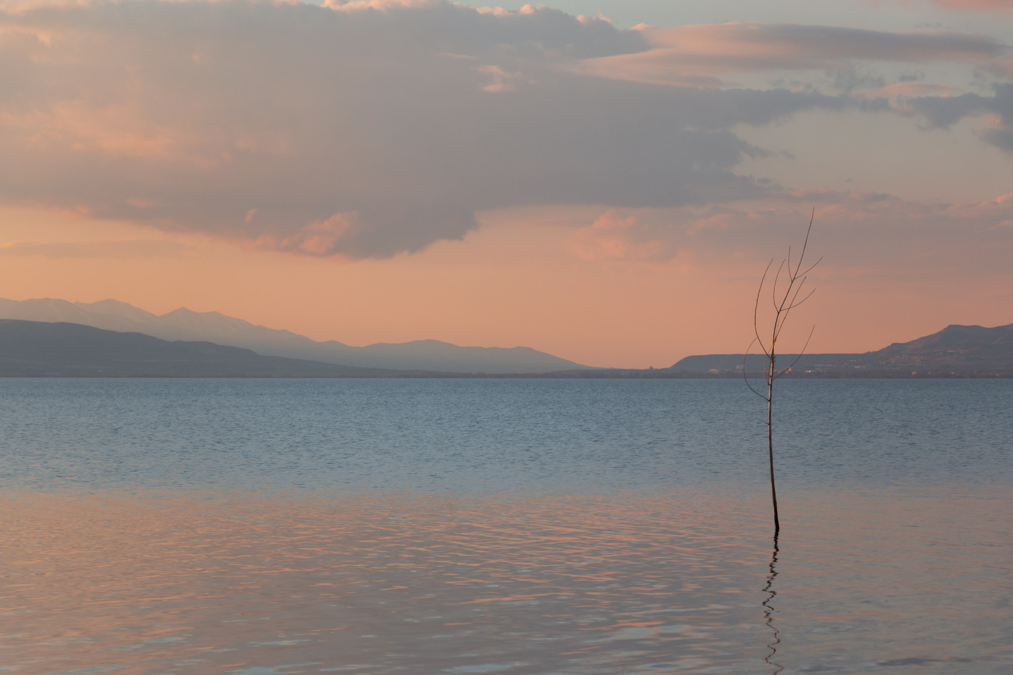 A lone sapling stands in soft orange water that turns blue futher out, the sunset is making the sky light orange